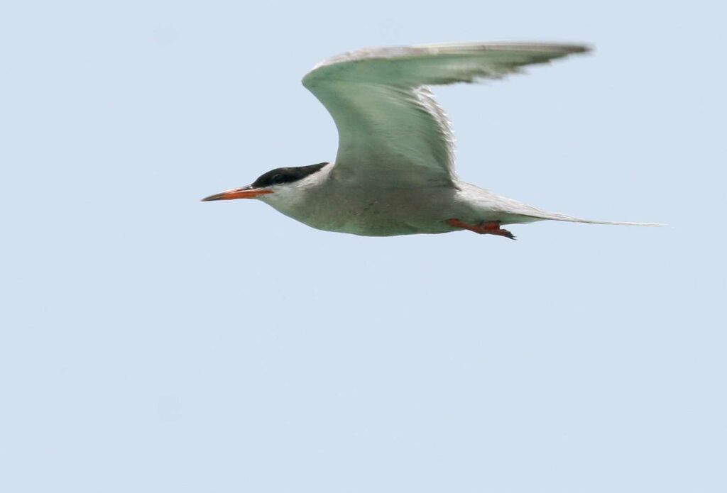 White-cheeked Tern, identification