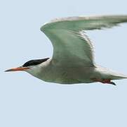 White-cheeked Tern