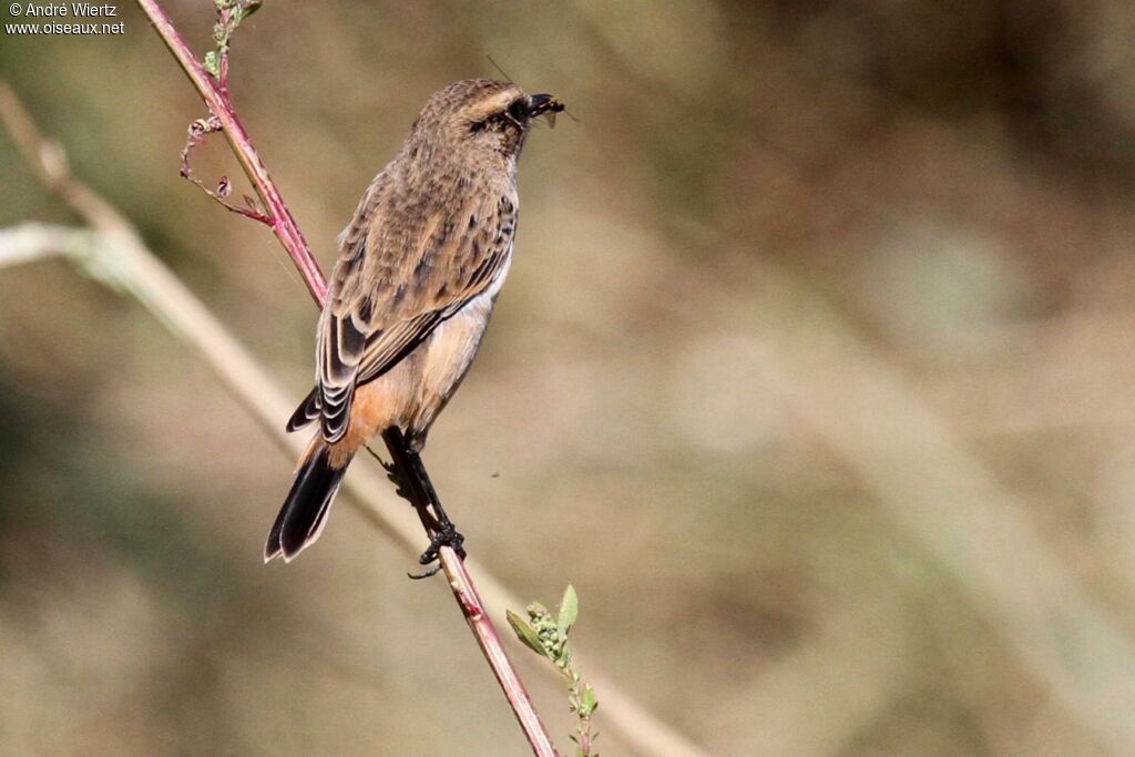 Siberian Stonechat