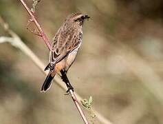 Siberian Stonechat