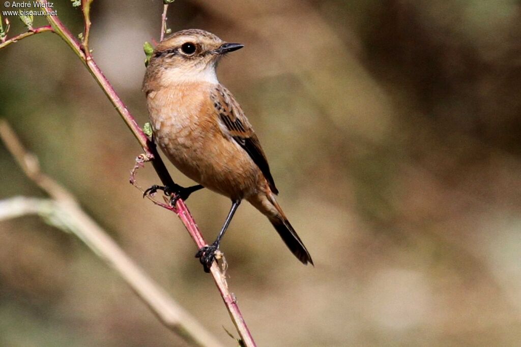 Siberian Stonechat