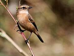 Siberian Stonechat