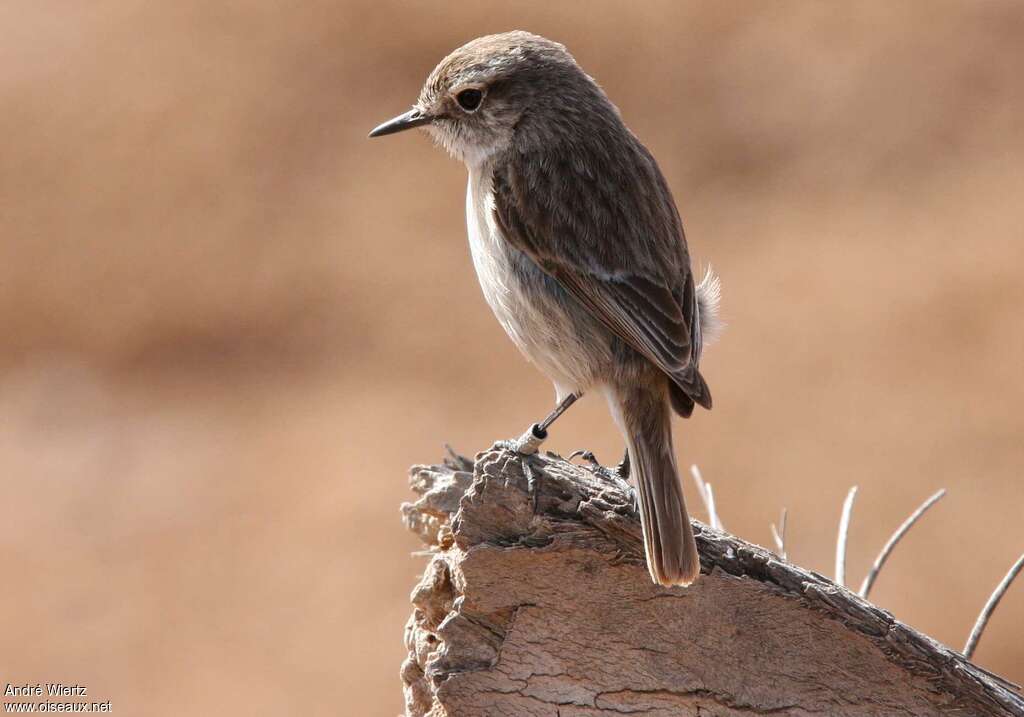 Tarier des Canaries femelle 1ère année, identification