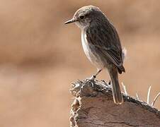 Canary Islands Stonechat