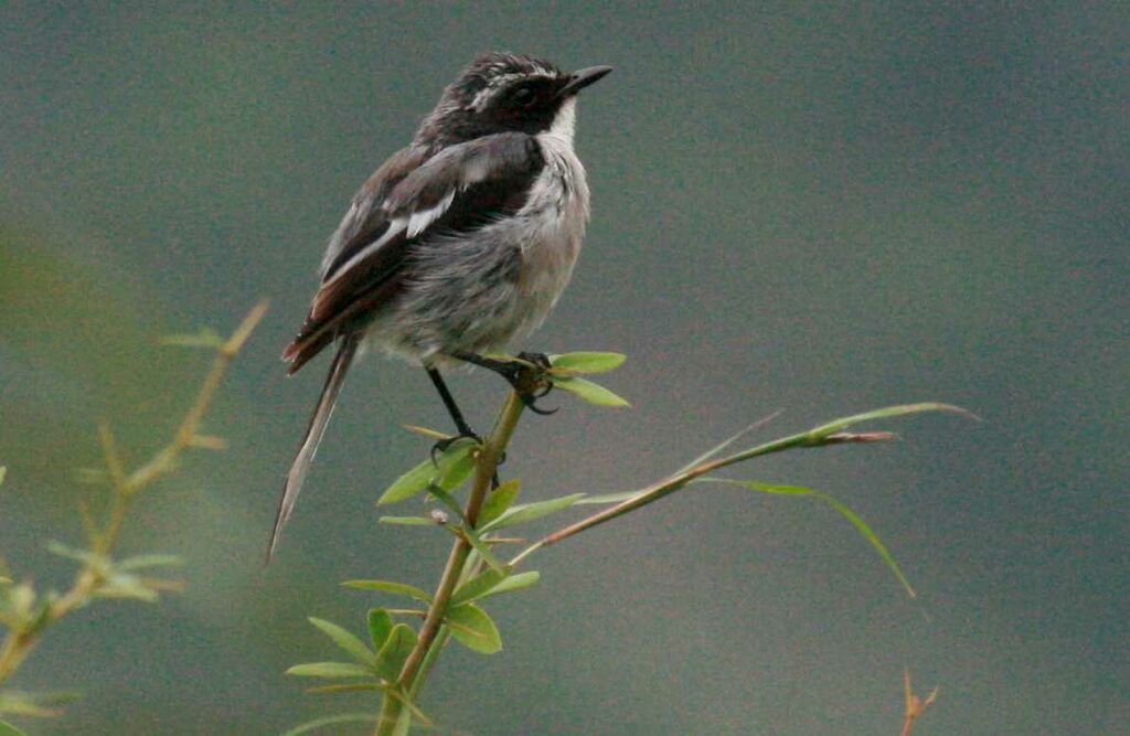 Grey Bush Chat male adult, identification