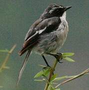 Grey Bush Chat