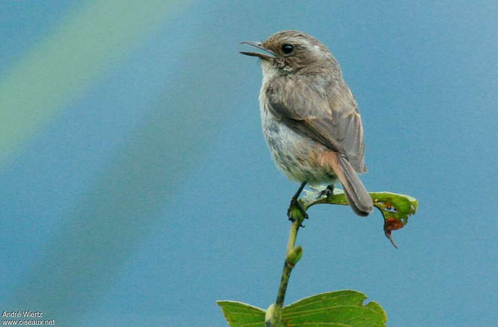 Grey Bush Chat female adult, identification