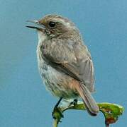 Grey Bush Chat