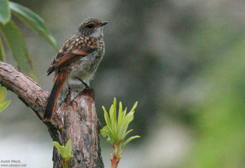 Grey Bush Chatjuvenile, identification