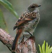 Grey Bush Chat