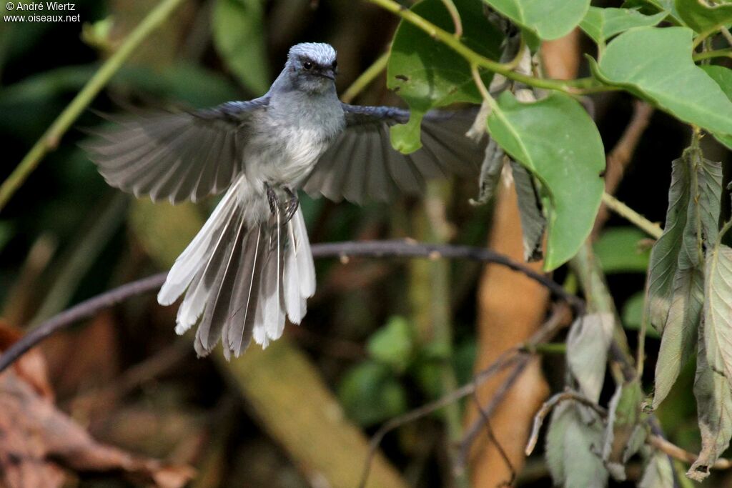 White-tailed Blue Flycatcher