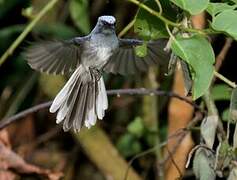 White-tailed Blue Flycatcher