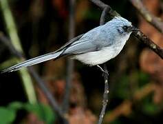 White-tailed Blue Flycatcher