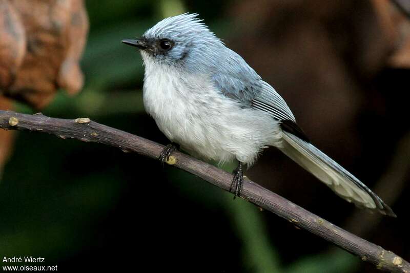 White-tailed Blue Flycatcher, identification