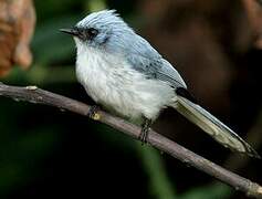 White-tailed Blue Flycatcher