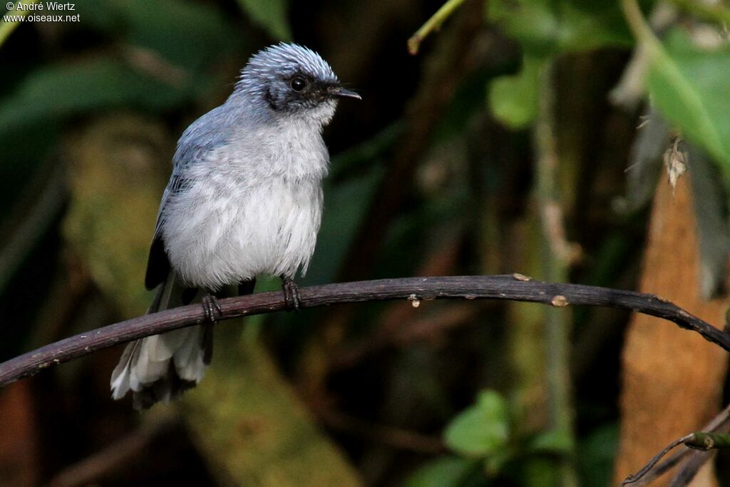 White-tailed Blue Flycatcher