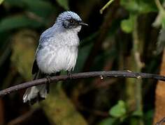 White-tailed Blue Flycatcher