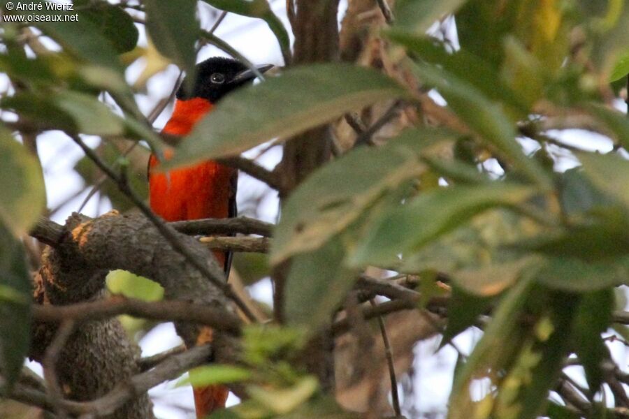 Red-bellied Paradise Flycatcher