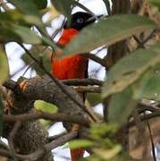 Red-bellied Paradise Flycatcher