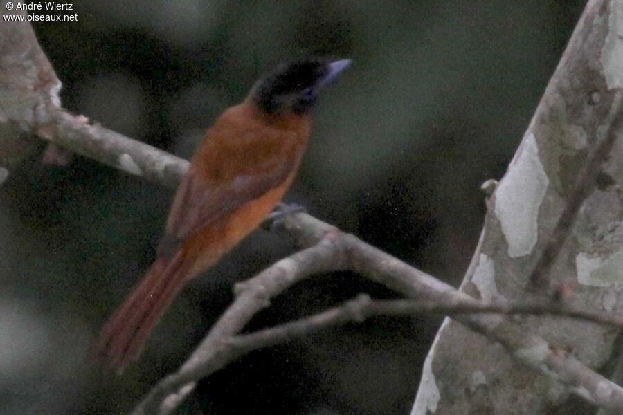 Red-bellied Paradise Flycatcher