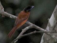 Red-bellied Paradise Flycatcher