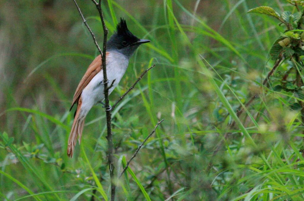 Indian Paradise Flycatcher