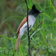 Indian Paradise Flycatcher