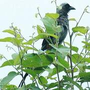 Grey Treepie