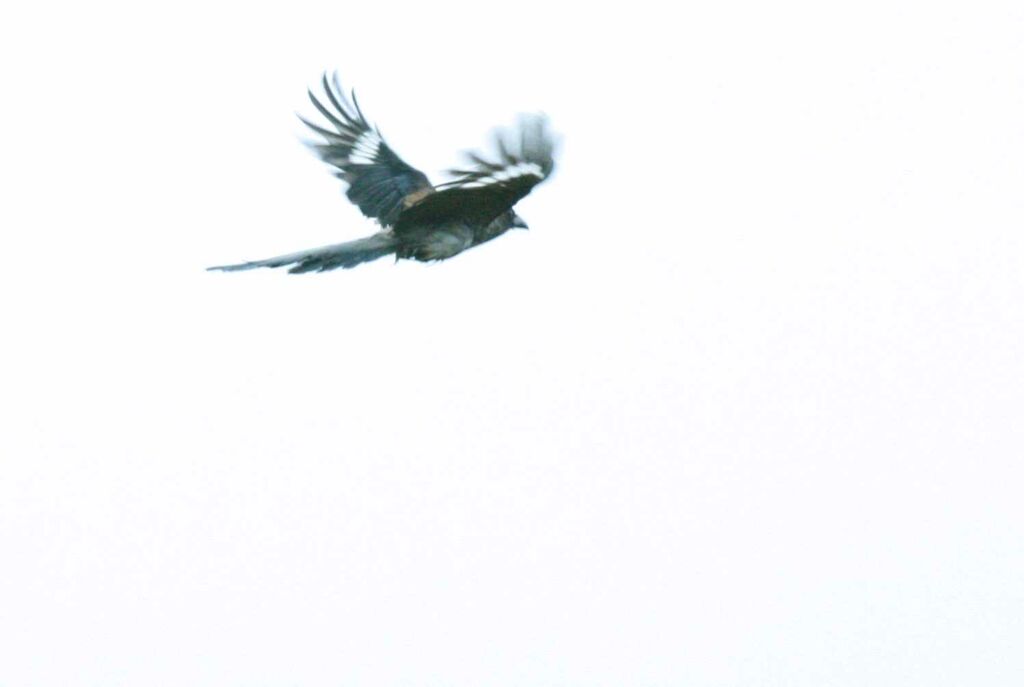 Grey Treepie, Flight