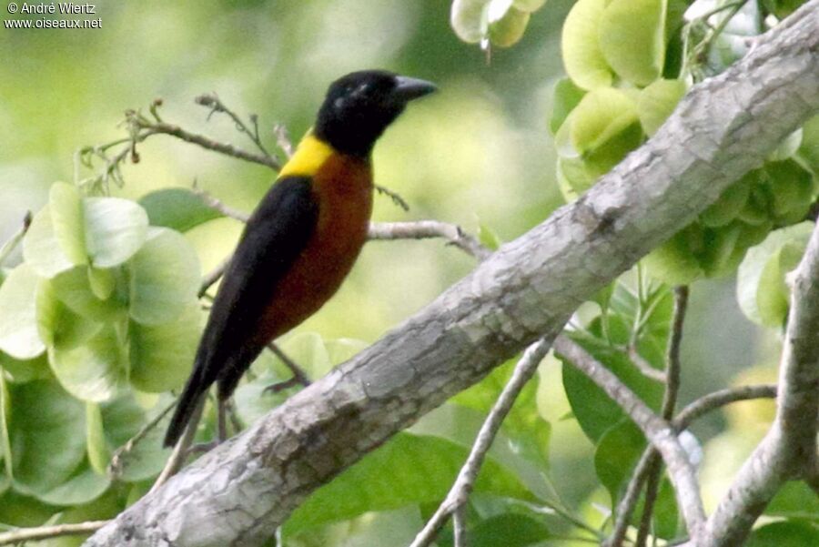 Yellow-mantled Weaver