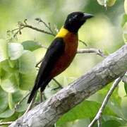 Yellow-mantled Weaver