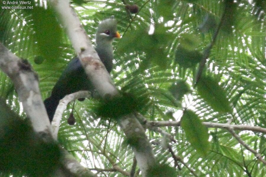 Yellow-billed Turaco