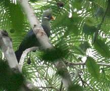 Yellow-billed Turaco