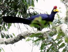 Ross's Turaco