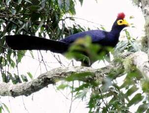 Touraco de Lady Ross