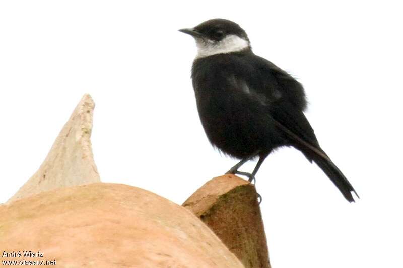 Ruaha Chatimmature, identification