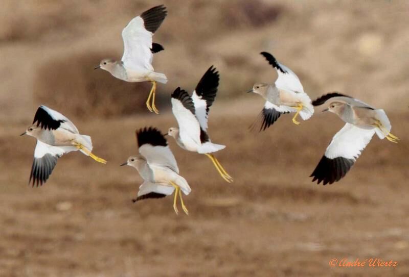 White-tailed Lapwingadult, Flight