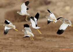 White-tailed Lapwing