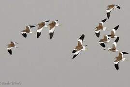 White-tailed Lapwing