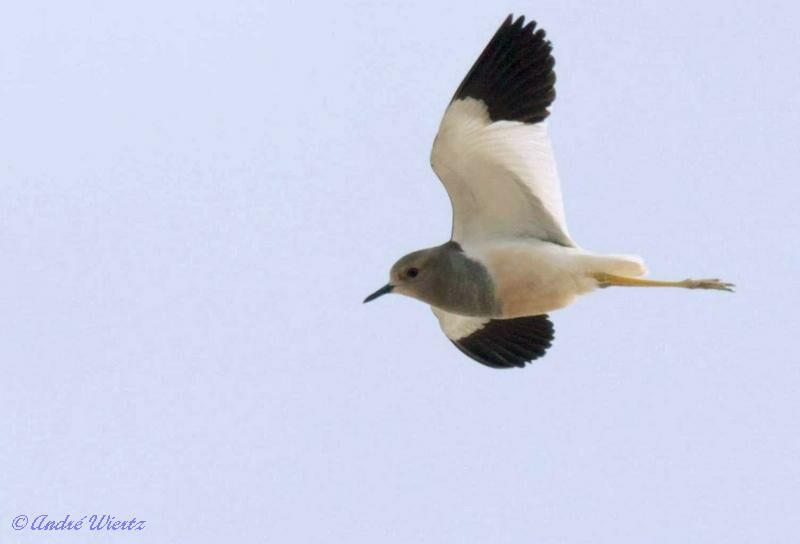 White-tailed Lapwing, Flight