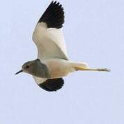 White-tailed Lapwing