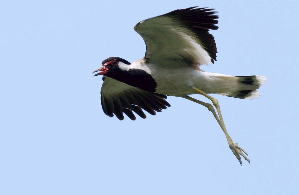 Red-wattled Lapwing, Flight