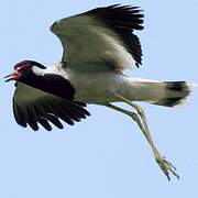 Red-wattled Lapwing