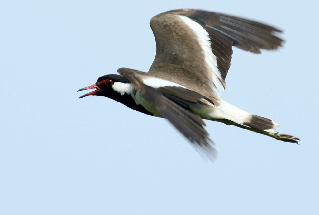 Red-wattled Lapwing, Flight