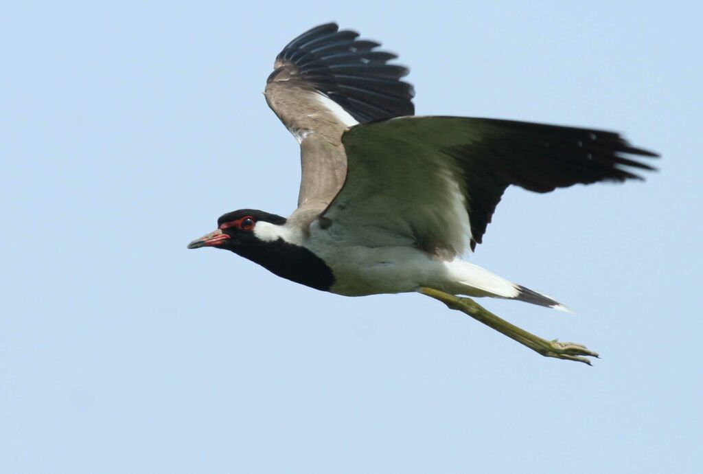 Red-wattled Lapwing, Flight