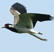 Red-wattled Lapwing