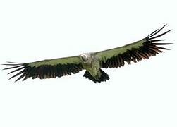 Himalayan Vulture