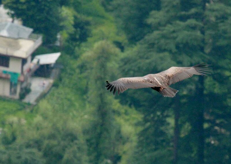 Himalayan Vulturejuvenile, Flight