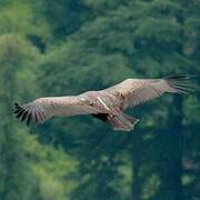 Himalayan Vulture