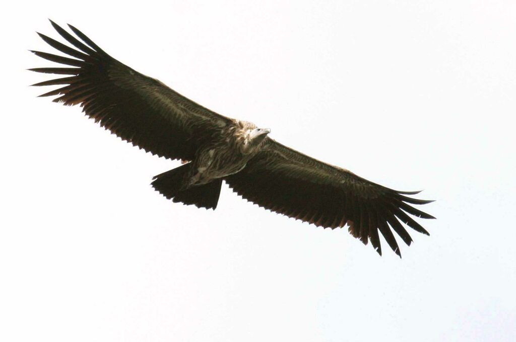 Himalayan Vultureimmature, Flight